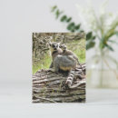 Search for ring tailed postcards Wildlife