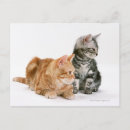 Search for interesting postcards Animal