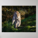Search for lynx posters Cute