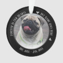 Search for bird pet memorials Forever in our hearts