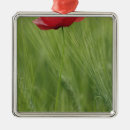 Search for tuscany christmas tree decorations Field