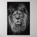 Search for lion photography posters Black