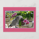 Search for parrot postcards Bird lover