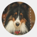 Search for sheltie stickers Herding dog