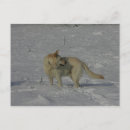 Search for white german shepherd postcards Dog