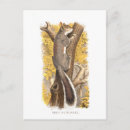 Search for gray squirrel postcards Tree