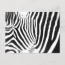 Search for black and white zebra postcards Photography