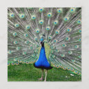 Search for peacock plume invitations Birds