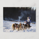 Search for sled dog postcards Alaska