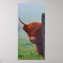 Search for fence posters Cow