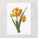 Search for yellow daffodil postcards Floral
