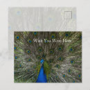 Search for blue peacock bird postcards Birds