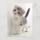 Search for folded postcards Pets