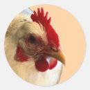 Search for white hen stickers Animal