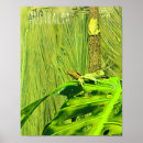 Search for green tree frog posters Animal