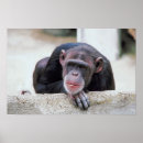 Search for chimp photography Wild