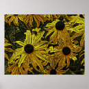 Search for rudbeckia posters Black eyed susan