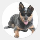 Search for australian heeler stickers Cattle