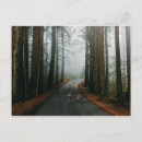 Search for muir woods postcards Forest