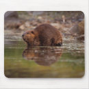 Search for beaver mouse mats Usa