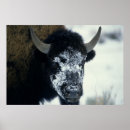 Search for buffalo posters Mammal