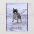 Search for akitas postcards Puppies