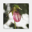 Search for lady slipper magnets Nature