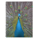 Search for peacock feathers notebooks Exotic