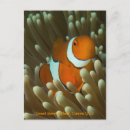 Search for clownfish postcards Animal
