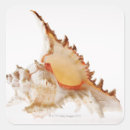 Search for shell pattern stickers Wildlife