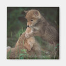 Search for latrans Coyote