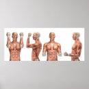 Search for muscular anatomy posters Human