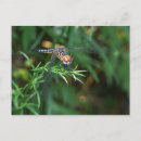Search for twigs postcards Nature