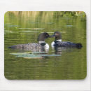 Search for loons mouse mats Wildlife