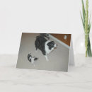 Search for border collie cards Herding