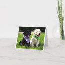 Search for black labrador puppy cards Yellow lab