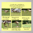 Search for filly art Fillies
