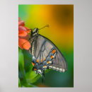Search for large butterfly posters Gold