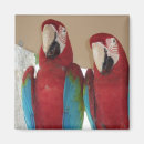 Search for macaw magnets Scarlet macaws