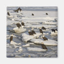Search for haliaeetus magnets Eagle