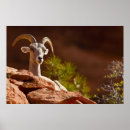 Search for ovis posters Usa