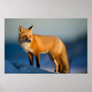 Search for canidae posters Fox