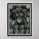 Search for spore posters Nature