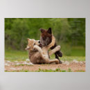 Search for wolf pup posters Wolves