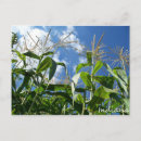 Search for farmer postcards Crops