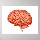Search for parts of the brain posters Healthcare
