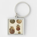 Search for beach shells key rings Coastal