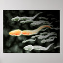 Search for sperm posters White