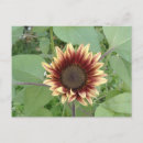 Search for floral postage postcards Photography