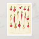 Search for seed postcards Catalogue